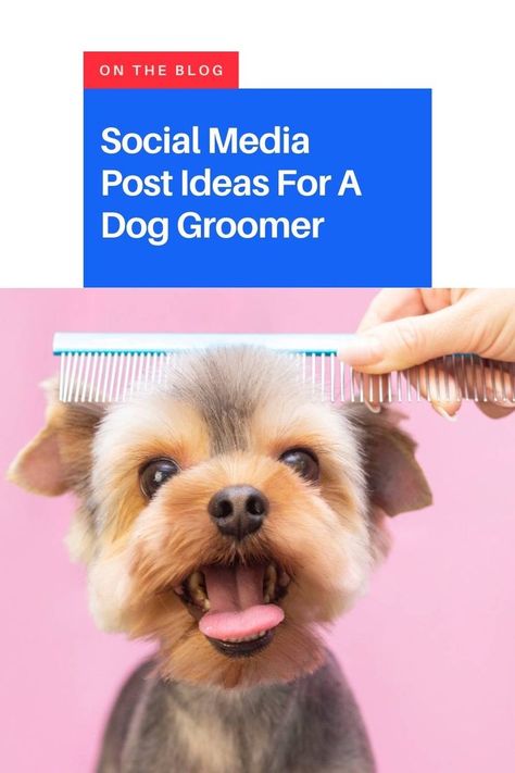 Social Media Post Ideas, Because The Internet, Social Media Automation, Easy Dog Treats, Dog Grooming Salons, Dog Groomer, Pet Businesses, Grooming Salon, Dog Boarding