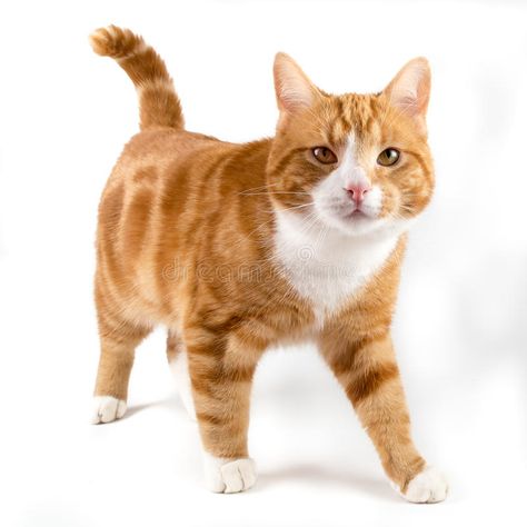 Red cat, walking towards camera, isolated in white. Red male cat, walking toward , #AFFILIATE, #walking, #cat, #Red, #camera, #male #ad Walking Towards Camera, Walking Cat, Cat Walking, Male Cat, Red Pictures, White Poster, Red Cat, White Stock, Cat Walk