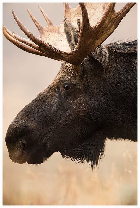 Moose Photography, Elk Pictures, Moose Animal, Moose Pictures, Moose Silhouette, North American Animals, Moose Decor, 21 February, Bull Moose