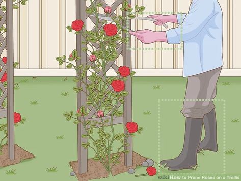 Trellis Roses Climbing, Trellis For Roses Climbing, Rose Bush Trellis Ideas, How To Train Roses To Climb, How To Prune Climbing Roses, Diy Rose Trellis, Rose Arbor Ideas, Roses On Trellis, Rose Trellis Ideas