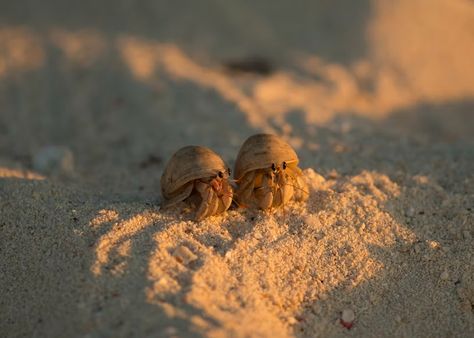 two brown hermit crab on sand at daytime photo – Free Sea Image on Unsplash Pet Hermit Crab, Hermit Crabs, Hermit Crab, Ocean Creatures, Marine Animals, Cute Animal Photos, Funny Animal Memes, Ocean Animals, Funny Animal Pictures