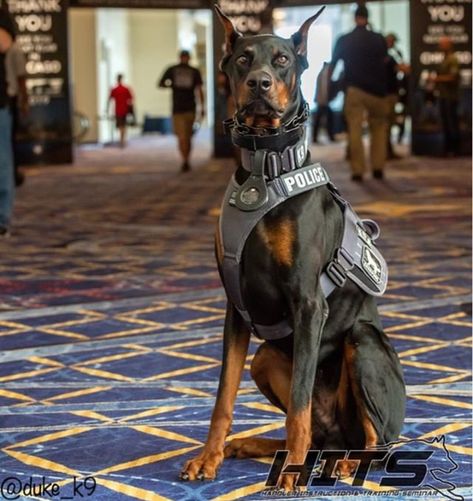 Dog Soldiers, Army Dogs, Military Working Dogs, Police K9, Doberman Puppy, Military Dogs, Doberman Dogs, Police Dogs, Search And Rescue