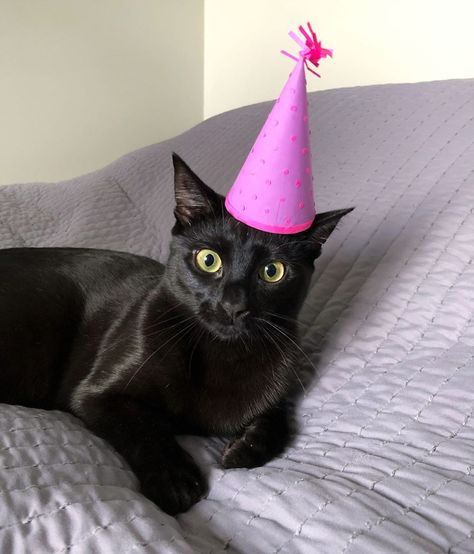 Today is my first birthday! 🎉 It started off with some breakfast treats and this birthday girl hat that mom promises I can destroy later.… Cats First Birthday, Black Cat Birthday Party, Cat With Birthday Hat, Birthday Girl Hat, Cat Bday, Black Cat Birthday, My First Birthday, Cat Birthday Party, Birthday Hat