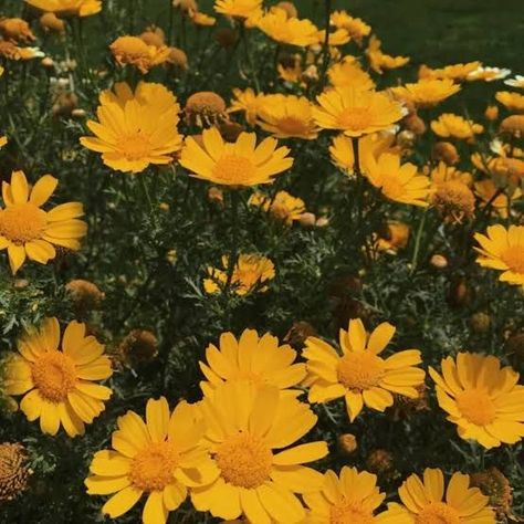 daisy daisies flowers aestheticflowers yellow nature aesthetic garden pretty yellowdaisy flower widget tumblr Yellow Nature Aesthetic, Aesthetic Kuning, Leslie Aesthetic, Yellow Green Aesthetic, Aesthetic Palace, Flower Widget, Yellow Aesthetic Pastel, Vintage Lights, Yellow Nature