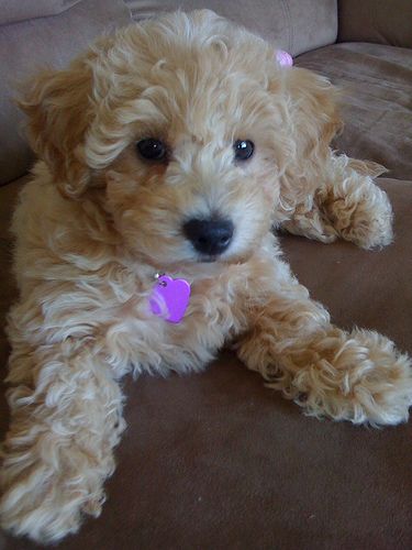 Bichon Poo Puppy Images Bichon Frise Poodle, Bichon Poodle Mix, Poochon Puppies, Pitbull Puppies For Sale, Puppies Pictures, Labrador Retriever Puppies, Yorkshire Terrier Puppies, Poodle Mix, Pitbull Puppies