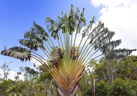 Although travelers palm displays big, fan-like leaves, the plants are actually more closely related to banana trees. Want to learn about growing travelers palm in your garden? This article can help. Click here for more information. Palm Tree Garden, Ravenala Madagascariensis, Travelers Palm, Palm Trees Garden, Banana Trees, Travellers Palm, Creative Planter, Palm Trees Painting, Palm Plant