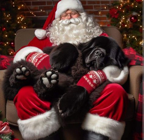 Newfie Dog, Black Labs Dogs, Merry Christmas Dog, Big Dog Breeds, Cavalier King Charles Dog, King Charles Dog, St Bernard Dogs, Bernard Dog, Lab Dogs