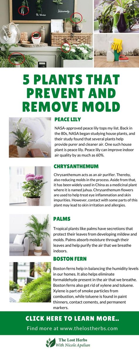 Living in a house with molds isn’t only disgusting, but it is also a danger to our health. Molds pose a great risk specifically for people with asthma and allergies. The problem with molds is that they can grow anywhere as long as there is moisture. That doesn’t mean you have to live with it though. One of the best life hacks in dealing with molds is to add indoor plants. #mold #removemold #preventmold #indoorplants #plants #houseplants #naturalremedies #moldnomore #thelostbookofherbalremedies Indoor Plants Ideas Decor, Hanging Plant Indoor, Indoor Plant Ideas, Decorating With Plants, Remove Mold, Air Purifying House Plants, Household Plants, Plant Indoor, Plant Care Houseplant