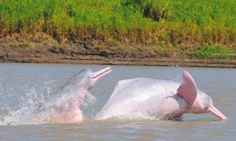 Observación o avistamiento de delfines rosados es una de las actividades turísticas mas populares de los llanos orientales y la amazonia colombiana. Freshwater Sharks, Pink River Dolphin, River Turtle, Dolphin Facts, Pink River, River Dolphin, Marine Pollution, Pink Dolphin, Amazon River