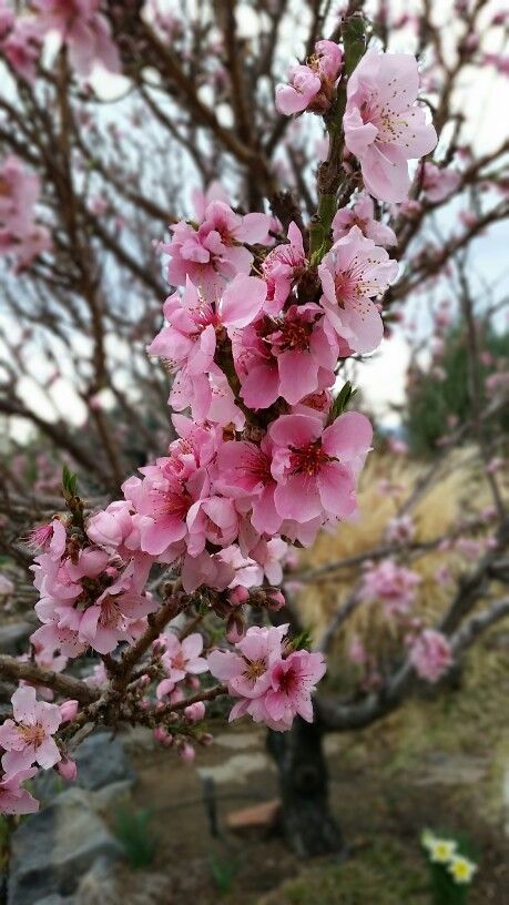 Nectarine Blossoms Interesting Paintings, Nectarine Blossom, Nectarine, Blossom Flower, Portrait Painting, Planting, Lei, Fantasy Art, Blossom