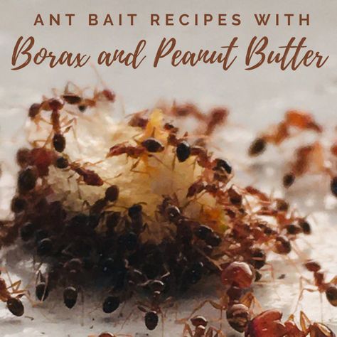 Borax Ants, Borax To Kill Ants, Recipes Using Peanut Butter, Borax For Ants, Ant Killer Recipe, Homemade Ant Killer, Ant Bait, Sugar Ants, Kill Ants