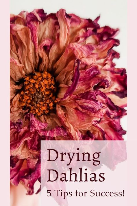 Drying Dahlia Flowers, Crafts Using Flowers, How To Dry Dusty Miller, How To Dry Dahlias, Crafts With Fresh Flowers, Dried Dahlia Flowers, Drying Dahlias, Best Flowers For Drying, How To Store Dried Flowers