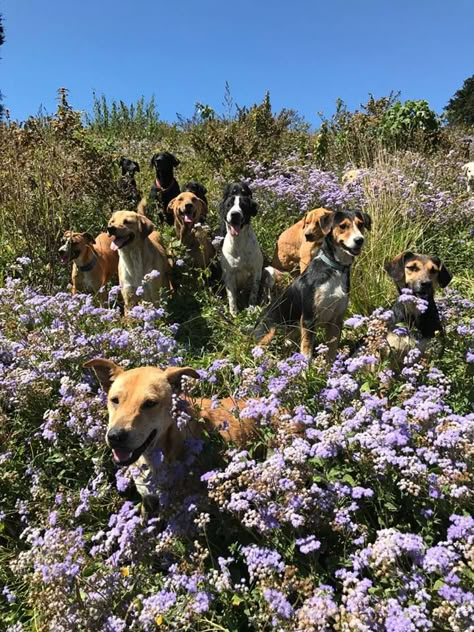 Dogs On Adventures, Rescue Dog Aesthetic, Dogs In Garden, Dog Rescue Aesthetic, Dog Sanctuary Ideas, Animal Sanctuary Aesthetic, Animal Sanctuary Ideas, Fostering Animals, Animals Sanctuary