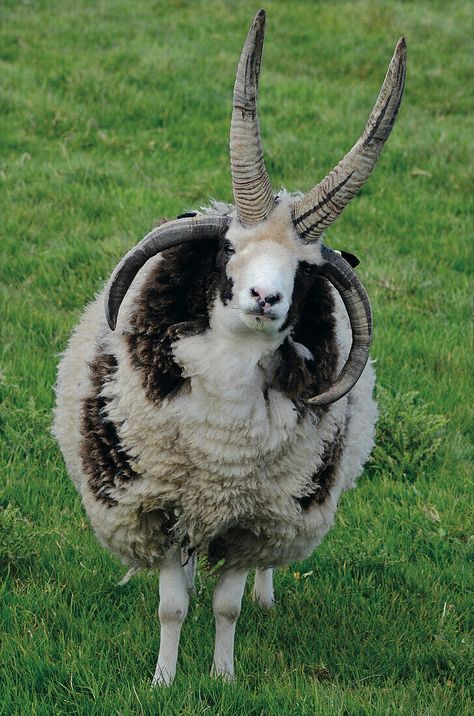 Jacob sheep, Orkney Islands, Scotland, … – License image – 70470620 ❘ lookphotos Sheep With Horns, Jacob Sheep, Concept Draw, Orkney Islands, Angora Goats, Interesting Animals, Sheep And Lamb, Mountain Sports, Cute Sheep