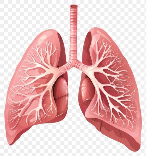 Human Stomach, Human Lungs, People Png, Normal People, Lungs, Free Image, Free Images, Suit Jacket, Clip Art