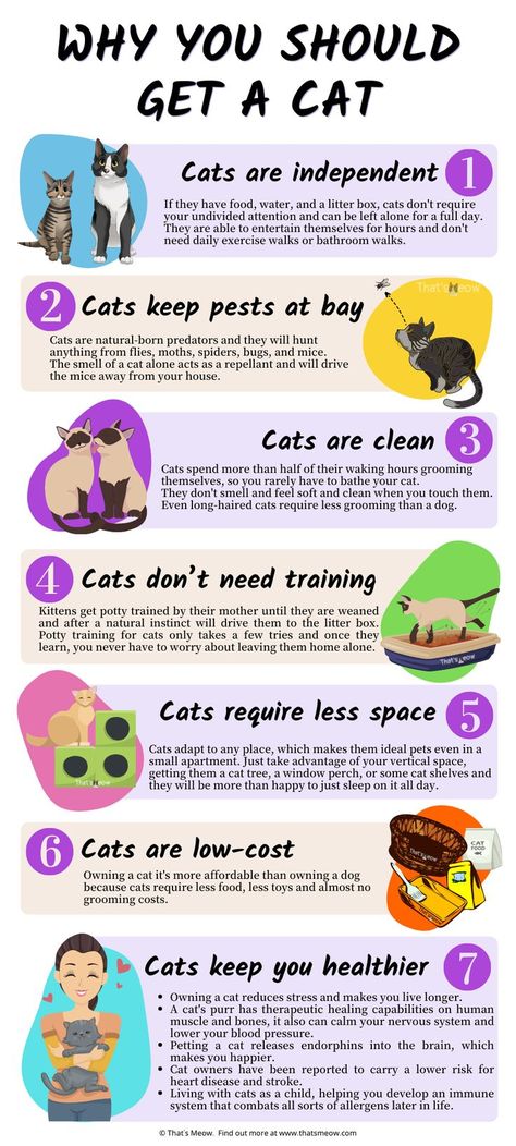 reasons to get a cat Cat Knowledge, Cat Symbolism, Kitty Care, Getting A Kitten, Cat Projects, Kitty Pics, Cat Tips, Cat Health Care, Cat Plants