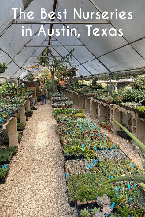 Looking to get your plant on? Visit the most instagramable nurseries in Austin, Texas, to get high quality plants and high quality pictures! #Instagram #nursery #plants #succulents #Austin #Texas Plants Photo, Landscape Nursery, Garden Problems, Garden Centers, Garden Workshops, Tree Nursery, Plant Problems, Garden Nursery, Olive Garden