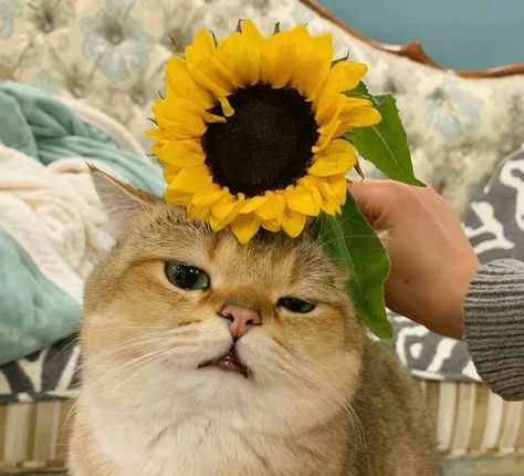 Growing Sunflowers, Broken Screen Wallpaper, Mew Mew, Cat Post, Cute Couples Kissing, Cute Cats, No Instagram, Sunflower, Cute Animals