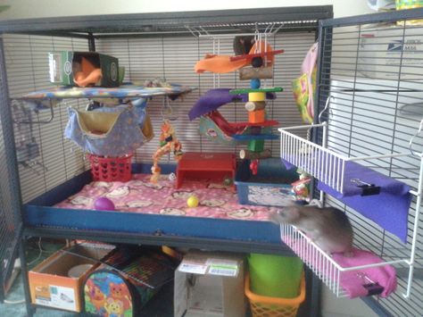 Diy Rat Cage, Hang Shelves, Pet Rat Cages, Critter Nation Cage, Rat Care, Chinchilla Cage, Dumbo Rat, Rat Toys, Rat Cage