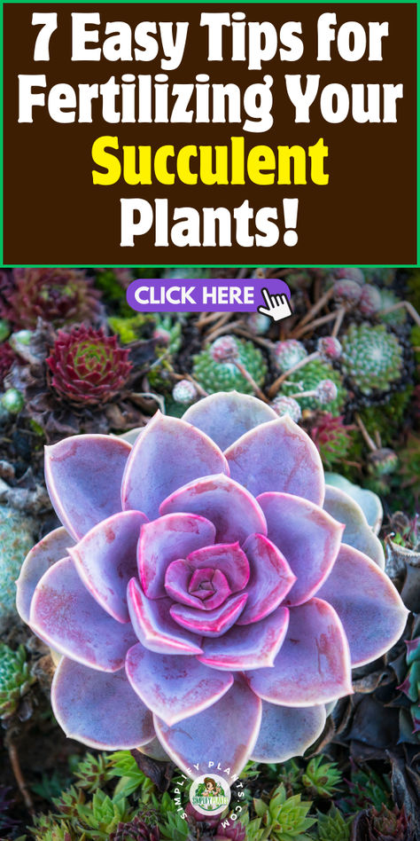 Succulent Fertilizer, Succulent Garden Indoor, Organic Supplements, Garden Indoor, Succulent Garden, Succulent Plants, Succulents Garden, Planting Succulents, Indoor Plants