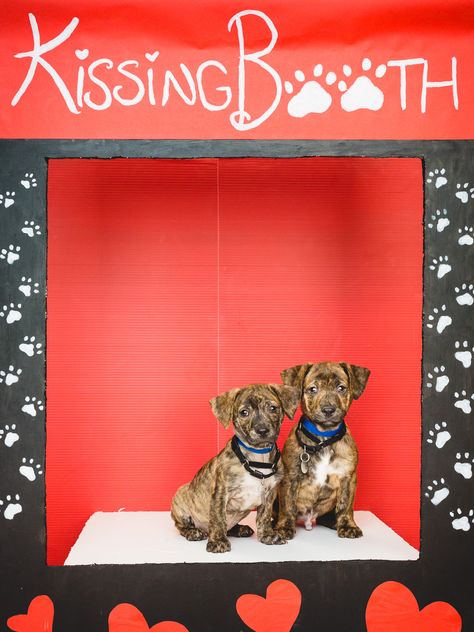 Diy Kissing Booth, Dog Kissing Booth, Dog Photo Booth, Dog Room Design, Dog Fundraiser, Dog Photoshoot Pet Photography, Dog Party Ideas, Modern Pet Furniture, Dog Photo Ideas