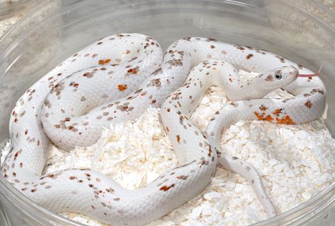 Palmetto Corn snake. Prices run up to $4000 each. Man.. never am I ever going to see this snake in my entire life. Okeetee Corn Snake, Snake Breeds, Snake Tank, Pretty Snakes, Colorful Snakes, Coral Snake, Snake Lovers, Corn Snake, Cute Reptiles