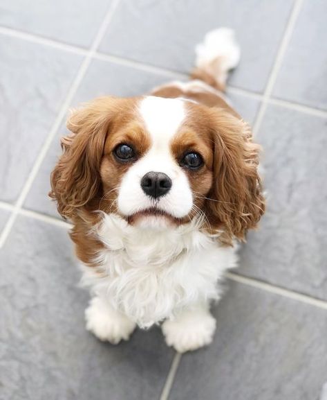 Calvier King Charles Spaniel, Golden Cavalier, Puppy Wallpaper Iphone, Cavalier Dog, Cute Puppy Wallpaper, Cavalier King Charles Dog, Cavalier Puppy, Cavalier Spaniel, King Charles Dog