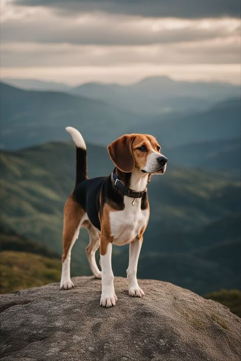 Beagle Dog Puppies, Beagle Breeds, Tiny Dog Breeds, Tiny Dog, Cute Beagles, All Dog Breeds, Best Dog Breeds, Dog Sculpture, Beagle Puppy