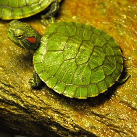 Juvenile red eared slider in encloure basking on rock Red Slider Turtle, Red Eared Slider Tank, Southern Painted Turtle, Eastern Painted Turtle, Western Painted Turtle, Cute Turtle Drawings, Painting Objects, Sea Turtle Drawing, Red Eared Slider Turtle