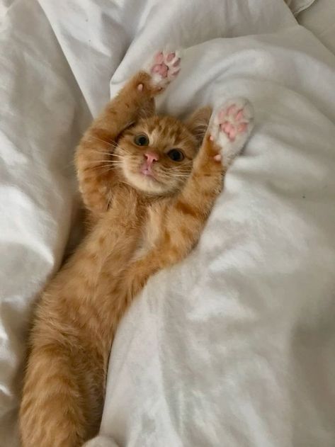 Ginger Kitten, Dream's Cat, Puppies And Kitties, Orange Cats, Ginger Cats, Cat Aesthetic, Funny Cute Cats, Cute Cats And Dogs, Orange Cat