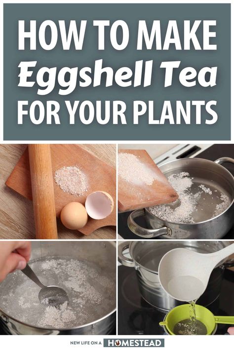 How To Use Eggshells For Plants, Eggshells For House Plants, Eggshell Fertilizer, How To Use Egg Shells For House Plants, Egg Shell Fertilizer For Plants, Egg Water For Plants, Egg Shell Water For Plants, Eggshells For Plants, Egg Shells For Plants