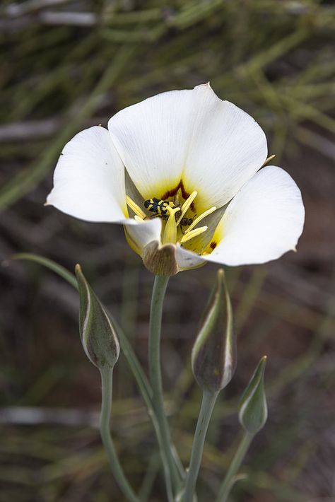 Matched Trilogy, Botanical Reference, Sego Lily, Mariposa Lily, Cat Safe Plants, Garden Mural, Lilly Flower, Desert Landscapes, Plant Fungus