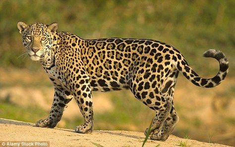 Jaguars once roamed the United States but have vanished in the last 150 years. File picture of a jaguar in Brazil in 2007 Jaguar Photo, Jaguar Aesthetic, Female Jaguar, Jaguar Pictures, Jaguar Wallpaper, Jaguar Animal, Southern Arizona, Nocturnal Animals, Jaguar Xj