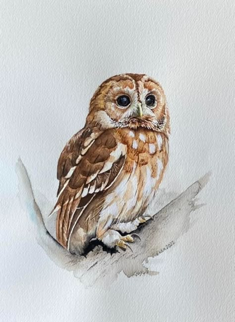 Karl Martens, Owl Watercolor, Watercolor Birds, Owl Painting, Owl Art, Bird Drawings, Watercolor Bird, Contemporary Art Gallery, Watercolor Animals