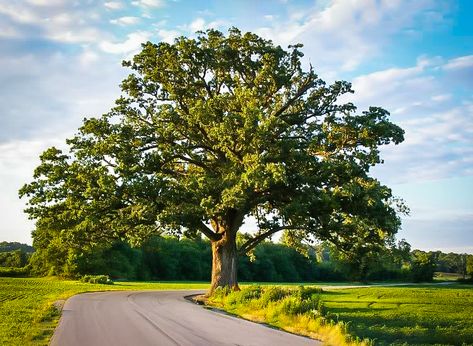 Oak Trees Landscaping, Bur Oak Tree, Trees Images, Burr Oak, Summer Tree, Trees Landscape, Live Tree, Tree Landscape, Specimen Trees