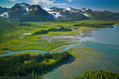 Alaska Forest From Above, Dall Sheep, Alaska Photos, Homeward Bound, Denali National Park, North America Travel, Drawing Reference Poses, America Travel, National Forest