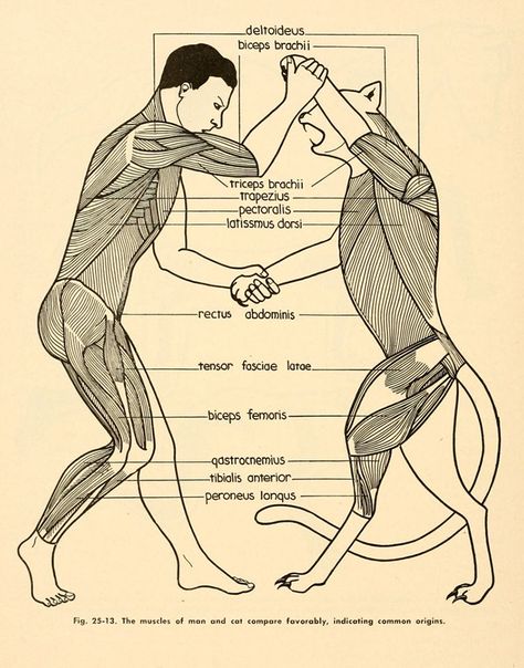 60 Of The Weirdest Diagrams That Are Real But Beg The Question ‘What Were They Thinking?' Man And Cat, Science Diagrams, Biceps Brachii, Cotton Shopping Bags, Science Illustration, Small Artwork, Sports Prints, Arte Popular, Zoology