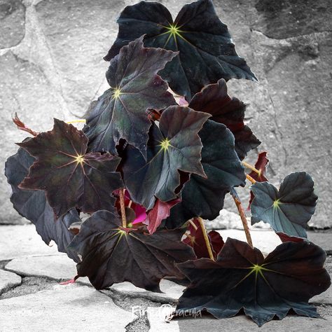 Begonia black velvet / From Araflora: The leaves of many begonias are extremely distinctive, none more so than those of Begonia ‘Black velvet’. Their hair-covered surface looks like suede. Black in colour with ruffled edges and a green centre, this unique combination looks almost hypnotic. The pale pink flowers with dark pink spots are equally distinctive. This plant can be grown in a terrarium or as a houseplant in a pot. Black Plants, Plantas Interior, Pale Pink Flowers, Goth Garden, Plant Wishlist, Gothic Garden, Black Garden, Horticulture, Dark Pink