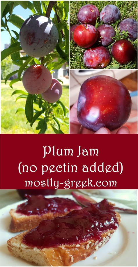 Wild Plum Recipes, Wild Plum Jam Recipe, Cherry Plum Recipes, Wild Plum Jelly Recipe, Wild Plum Jelly, Wild Plum Jam, Plum Preserves, Jam Canning, Plum Jam Recipes