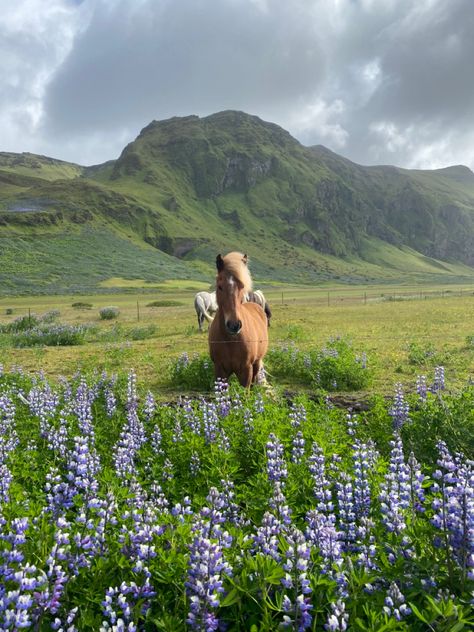 Iceland In Spring, Iceland Trip Aesthetic, Nordic Countries Aesthetic, Living In Iceland Aesthetic, Iceland Aesthetic Summer, Iceland Living, Aesthetic Iceland, Iceland Horses, Iceland Aesthetic