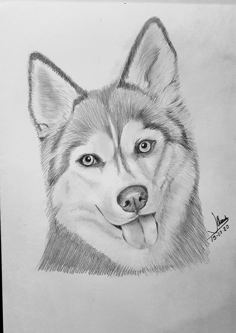 Animal Sketches Easy, Dog Pencil Drawing, Realistic Animal Drawings, Pencil Sketches Easy, Pencil Drawing Images, Pencil Drawings Of Animals, Animal Drawings Sketches, Pencil Sketch Images, Dog Sketch