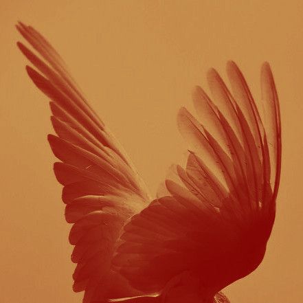 Firebird Aesthetic, Hawkgirl Aesthetic, Orange Wings Aesthetic, Wings Photography, Phoenix Core Aesthetic, Wings Aesthetic, Fire Bird Aesthetic, Wings Aesthetics, Feathers Aesthetic