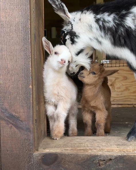 Mom goat and two baby goats in front of barn Pigme Goats, Cute Goats Baby, Baby Goats Aesthetic, Baby Goat Pictures, Cute Baby Goats, Pet Goats, Farmhouse Animals, Mini Goats, Pet Goat