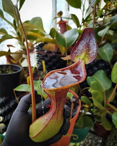 Carnivorous Plant Club™ | Biggest CP Community 🌱 auf Instagram: „Happy Nepenthes lowii 🪴💦 📸 by @nep_nurs_mx #nepentheslowii #lowii #pitcherplant #pitchers #carnivorous #nepenthes #carnivorouspitchers…“ Bug Eating Plants, Carnivorous Pitcher Plant, Plant Bugs, Venus Flytrap, Pitcher Plant, Carnivorous Plants, Different Kinds, House Plants, Tattoos