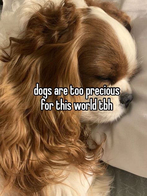 #cavalierkingcharlesspaniel #dog #whisper #fyp #blowup Dogs In Glasses, Animal Whisperer Aesthetic, Dog Whisper, Golden Aura, King Charles Cavalier, Dog Whisperer, Careless Whisper, Online Diary, Dog Owner Memes