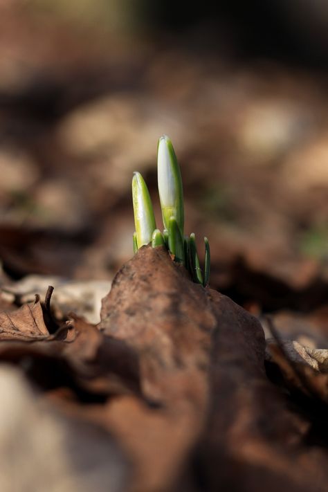 Freshness from Locust Light Farm Spring Equinox Ritual, Paper Candle, Spring Images, Spring Pictures, Marketing Photos, Spring Equinox, Green Candle, Spring Is Here, Natural Home Remedies