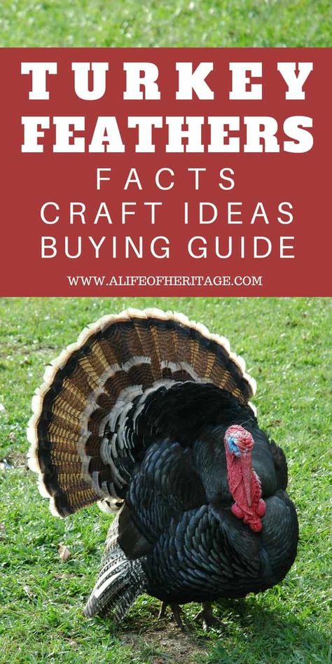 Homestead Projects, Homesteading Life, Raising Turkeys, Feather Signs, Regrow Vegetables, Covered Backyard, Backyard Animals, Poultry Farming, Raising Farm Animals