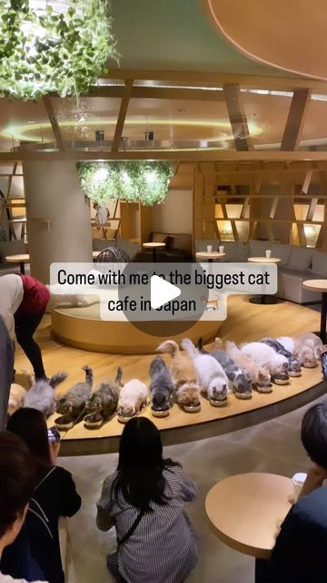 45 likes, 0 comments - espresso_eden on April 24, 2024: "Come with me to the biggest cat cafe in Japan! 🐈 Located in Cafe Mocha in Shinjuku 🇯🇵 There’s an unlimited drink bar, and yo...". City Cafe, Cat Cafe Japan, Japan Cat, Cafe Japan, Play Computer Games, Café Mocha, Cat Cafe, Cool Cafe, Bar Drinks