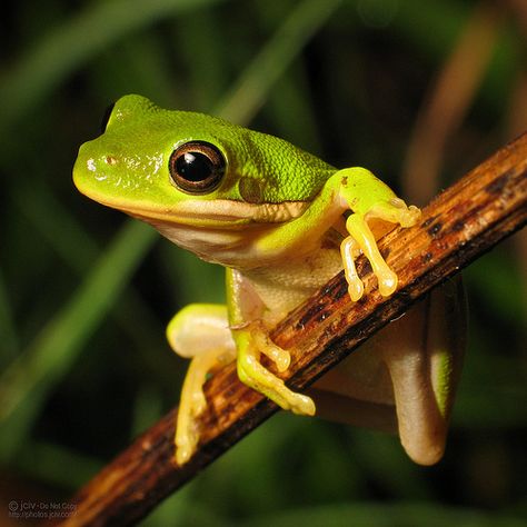 American Green Tree Frog American Green Tree Frog, Frog Species, Green Tree Frog, Beautiful Sea Creatures, Frog Art, Tree Frog, Green Frog, Frog And Toad, Tree Frogs