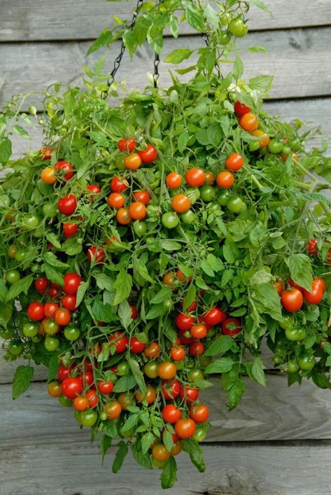 Tomato Hanging Basket, Plants For Hanging Baskets, Trailing Plants, Veg Garden, Home Vegetable Garden, Hydroponic Gardening, Plant Cuttings, Garden Layout, Veggie Garden